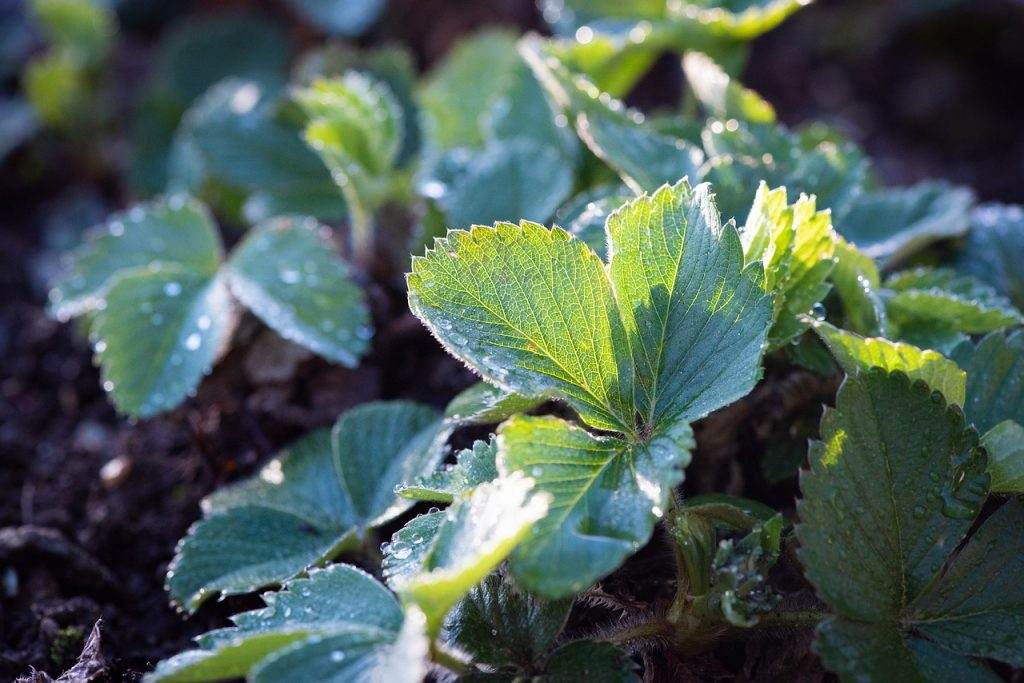 eventi giugno orto botanico